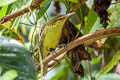 Northern Marquesan Reed Warbler Acrocephalus percernis percernis