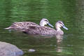 Pacific Black Duck Anas superciliosa rogersi