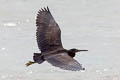 Pacific Reed Heron Egretta sacra sacra