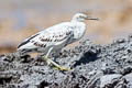 Pacific Reed Heron Egretta sacra sacra