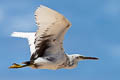 Pacific Reed Heron Egretta sacra sacra