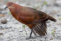 Polynesian Ground Dove Pampusana erythroptera erythroptera