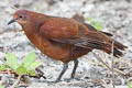 Polynesian Ground Dove Pampusana erythroptera erythroptera