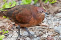 Polynesian Ground Dove Pampusana erythroptera erythroptera