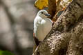 Polynesian Ground Dove Pampusana erythroptera erythroptera