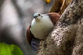 Polynesian Ground Dove Pampusana erythroptera erythroptera