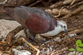 Polynesian Ground Dove Pampusana erythroptera erythroptera