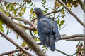 Polynesian Imperial Pigeon Ducula aurorae aurorae