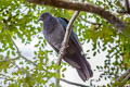 Polynesian Imperial Pigeon Ducula aurorae aurorae