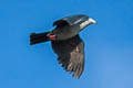 Polynesian Imperial Pigeon Ducula aurorae aurorae