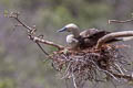 Red-footed Booby Sula sula rubriceps