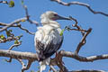 Red-footed Booby Sula sula rubriceps