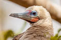 Red-footed Booby Sula sula rubriceps