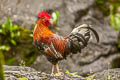 Red Junglefowl Gallas gallas ssp.