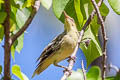 Southern Marquesan Reed Warbler Acrocephalus mendanae mendanae
