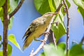 Southern Marquesan Reed Warbler Acrocephalus mendanae mendanae