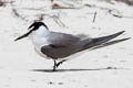 Spectacled Tern Onychoprion lunatus