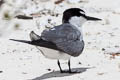 Spectacled Tern Onychoprion lunatus