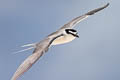 Spectacled Tern Onychoprion lunatus