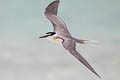 Spectacled Tern Onychoprion lunatus