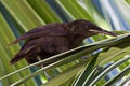 Tahiti Reed Warbler Acrocephalus caffer