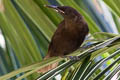 Tahiti Reed Warbler Acrocephalus caffer