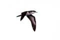 Tropical Shearwater Puffinus bailloni dichrous