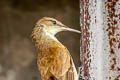 Tuamotu Reed Warbler Acrocephalus atyphus eremus