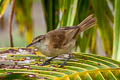 Tuamotu Reed Warbler Acrocephalus atyphus eremus