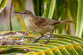 Tuamotu Reed Warbler Acrocephalus atyphus eremus