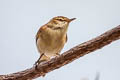 Tuamotu Reed Warbler Acrocephalus atyphus atyphus