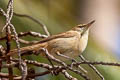 Tuamotu Reed Warbler Acrocephalus atyphus atyphus