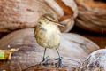 Tuamotu Reed Warbler Acrocephalus atyphus atyphus