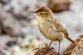 Tuamotu Reed Warbler Acrocephalus atyphus atyphus