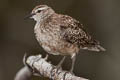 Tuamotu Sandpiper Prosobonia parvirostris