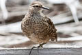 Tuamotu Sandpiper Prosobonia parvirostris