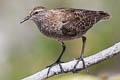 Tuamotu Sandpiper Prosobonia parvirostris