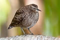 Tuamotu Sandpiper Prosobonia parvirostris