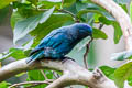 Ultramarine Lorikeet Vini ultramarina