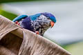 Ultramarine Lorikeet Vini ultramarina