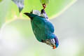 Ultramarine Lorikeet Vini ultramarina