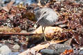 Wandering Tattler Tringa incana