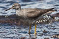 Wandering Tattler Tringa incana