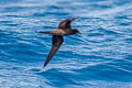 Wedge-tailed Shearwater Ardenna pacifica