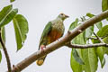 White-capped Fruit Dove Ptilinopus dupetithouarsii dupetithouarsii