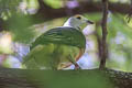 White-capped Fruit Dove Ptilinopus dupetithouarsii viridior