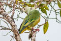 White-capped Fruit Dove Ptilinopus dupetithouarsii viridior