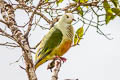 White-capped Fruit Dove Ptilinopus dupetithouarsii viridior