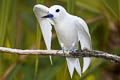 White Tern Gygis alba leucopes