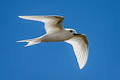 White Tern Gygis alba leucopes